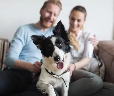 A dog trainer patiently working with a dog in a home living room setting.