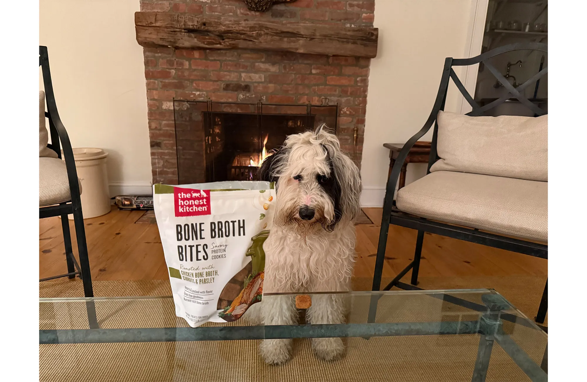 A dog waiting on The Honest Kitchen treats.