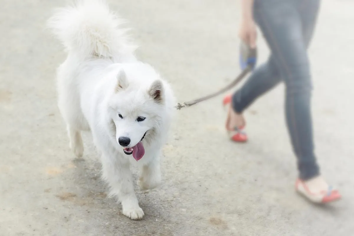 A dog walking service is picking up a white puppy for a morning walk.