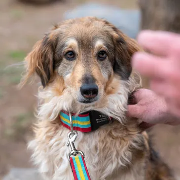 A dog wearing a vibrant, striped comfort collar with a matching leash