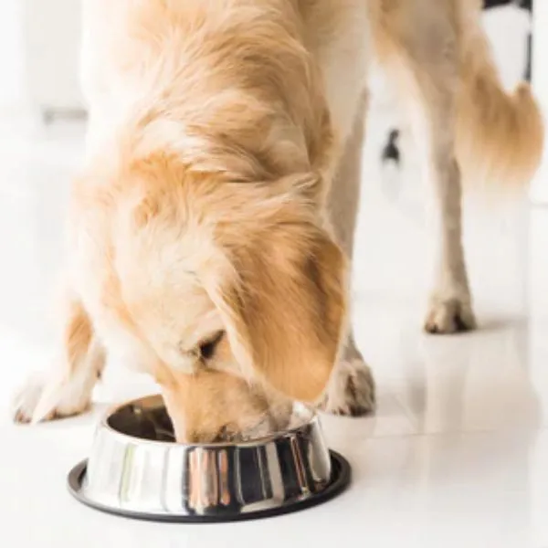 A dog with a healthy, active gait, illustrating good joint health