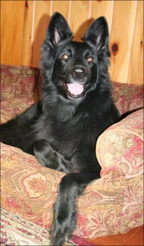 A dog with a healthy appetite