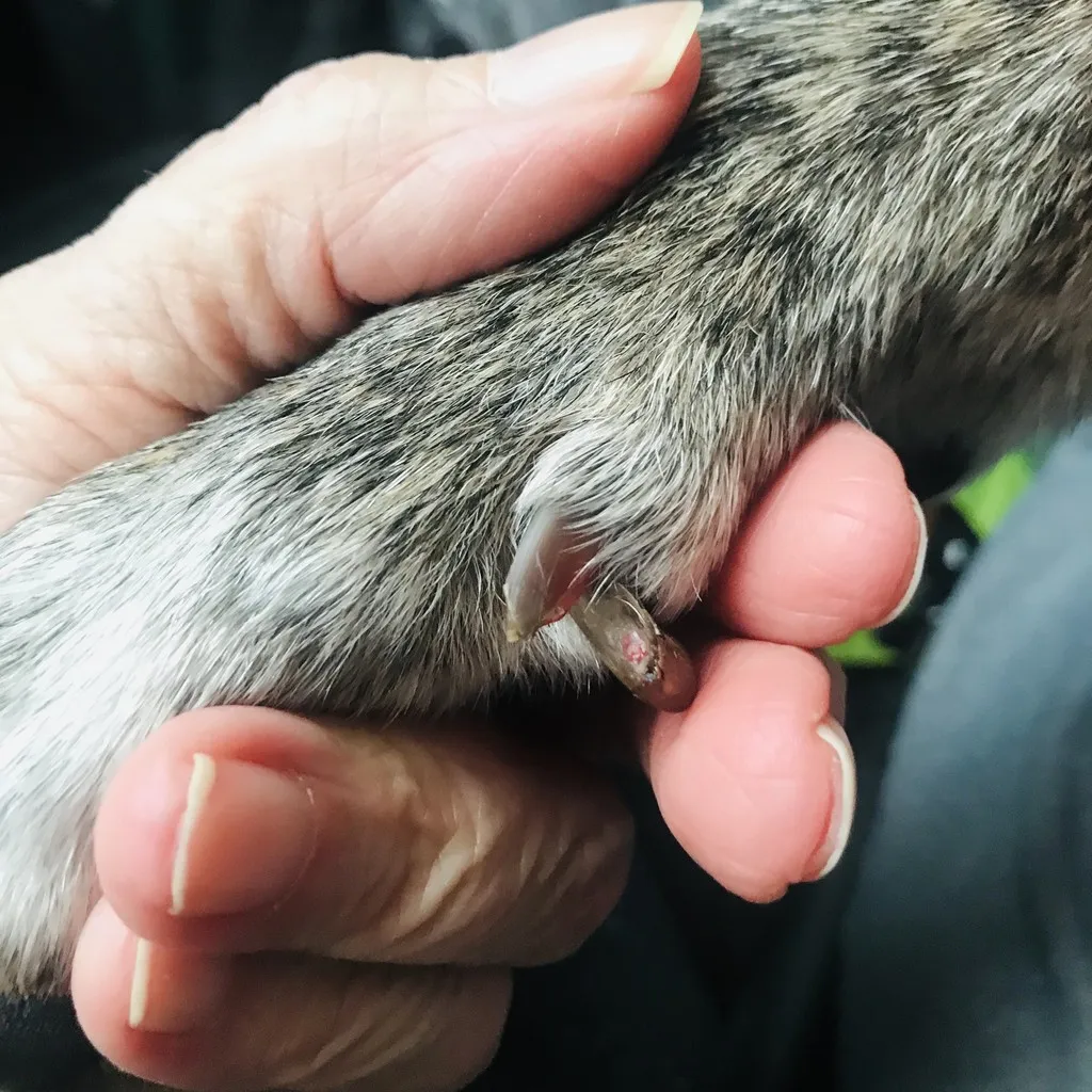 A dog with a healthy dewclaw on its paw.