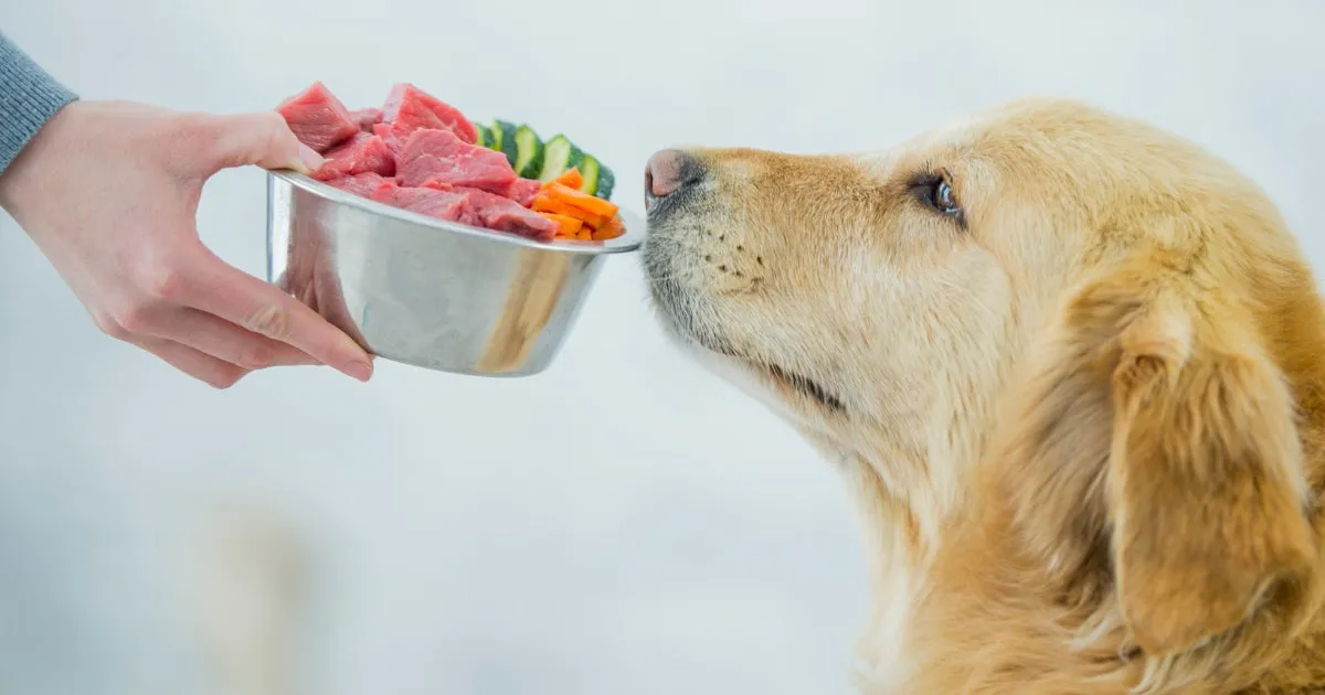 A dog with a healthy, shiny coat, illustrating the benefits of a good diet.