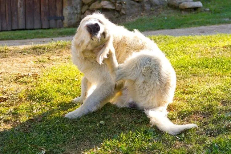 A dog with visible flea bites, illustrating the discomfort they cause.