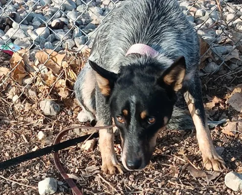 A dog's body is tense and still, the head is lowered