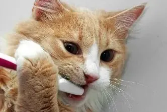 A dog's mouth being brushed with a toothbrush