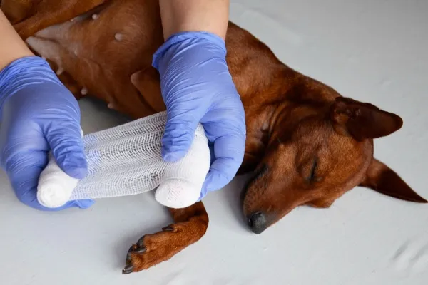 A dog's paw being carefully bandaged with sterile gauze and vet wrap