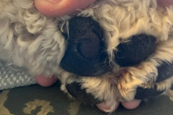 A dog's paw pad showing a flap that has been torn