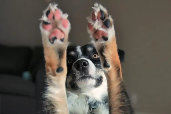 A dog's paw pads are vital for mobility and protection.