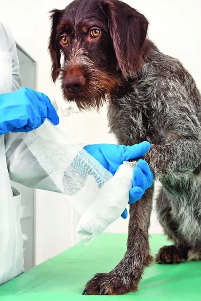 A dog's paw with a visible abrasion.