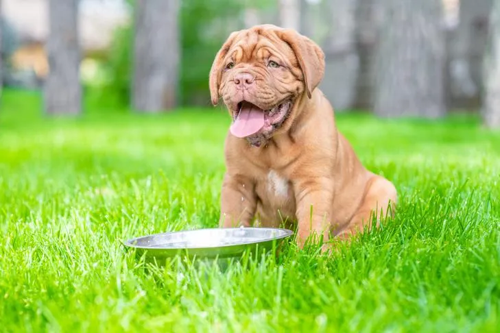 A Dogue de Bordeaux puppy drinks water outdoors on a warm day.