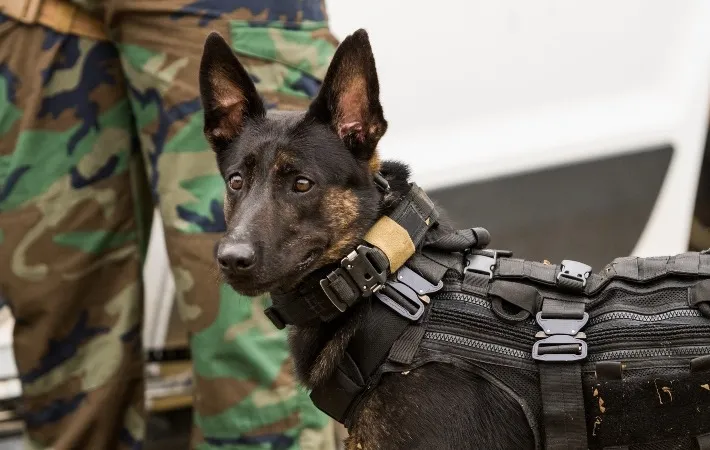 A Dutch Shepherd police dog displaying alertness and focus.