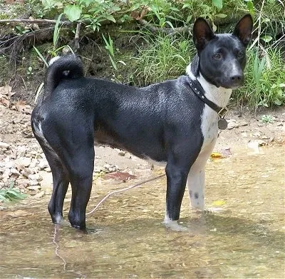 A fawn-colored Basenji dog, Perrin, wading cautiously in shallow water during a camping trip