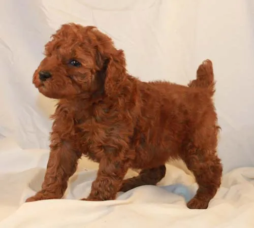 A female apricot Poodle puppy with a sweet expression, looking directly at the camera.