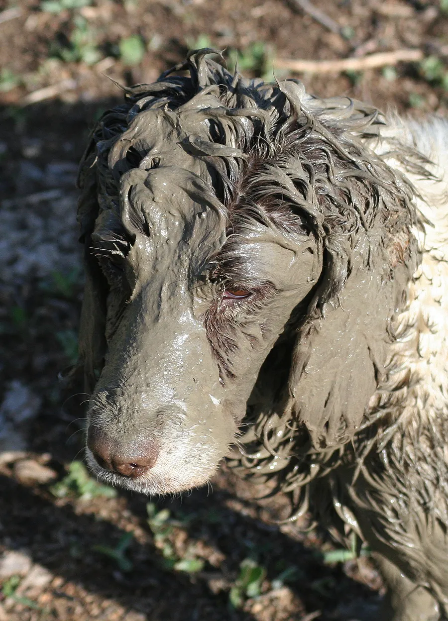 A field-bred Springer Spaniel demonstrating its retrieving skills