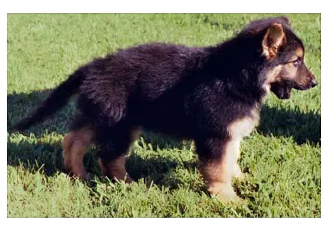 A fluffy 9 1/2-week-old German Shepherd puppy, illustrating early coat development.