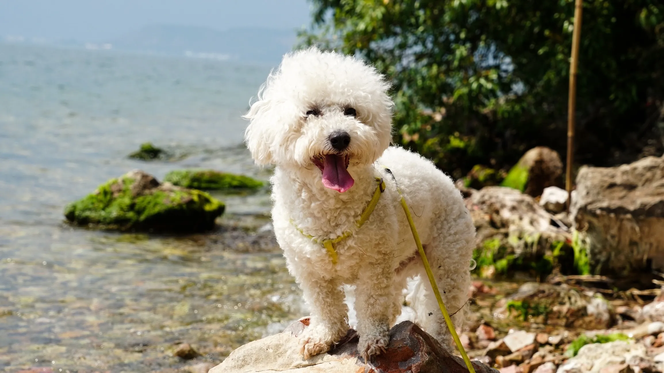 A fluffy Bichon Frise with a white curly coat wearing a harness, standing proudly on a rock near water, showcasing a friendly small white dog breed in India.
