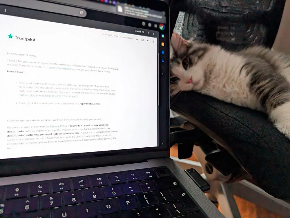 A fluffy Maine Coon kitten, recently arrived and adapting to its new family in Poland.