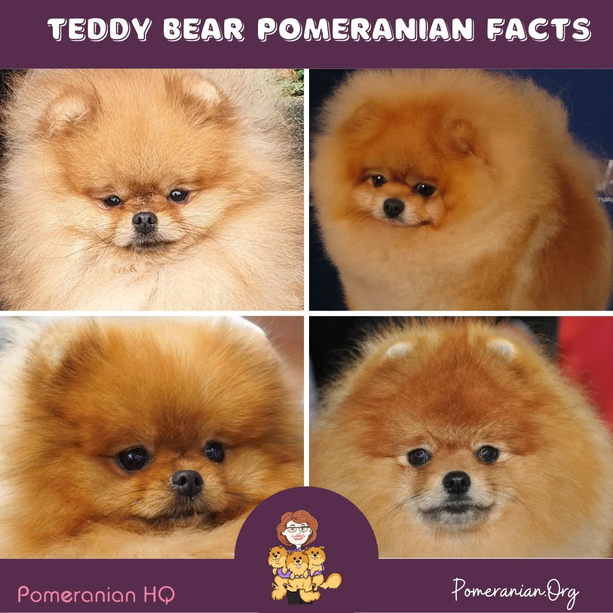 A fluffy Pomeranian puppy with a round face and dark eyes, resembling a teddy bear.