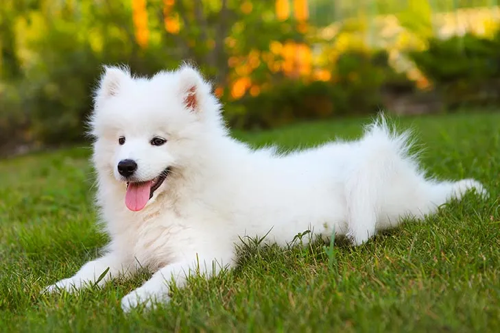 A fluffy Samoyed puppy lying in green grass outdoors.