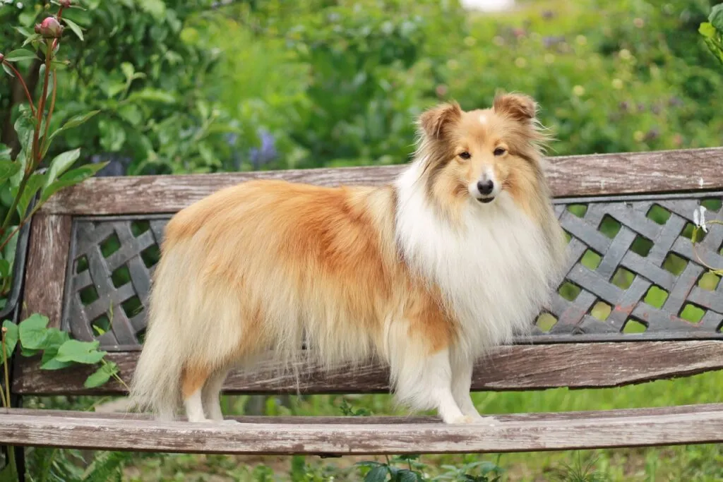 A fluffy Shetland Sheepdog with a sable and white coat, illustrating the charming qualities of smaller large shepherd breeds.
