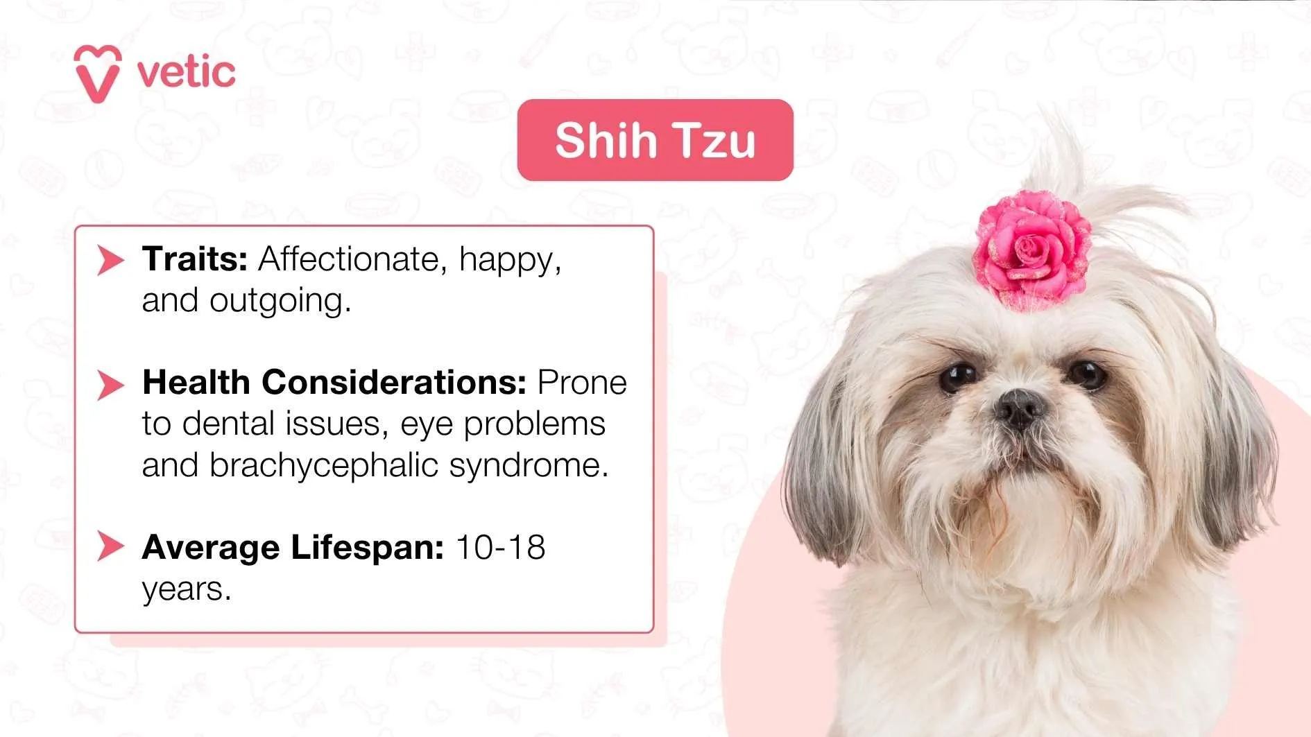 A fluffy Shih Tzu dog adorned with a decorative rose-shaped bow, sitting elegantly on a light pink background with subtle patterns.