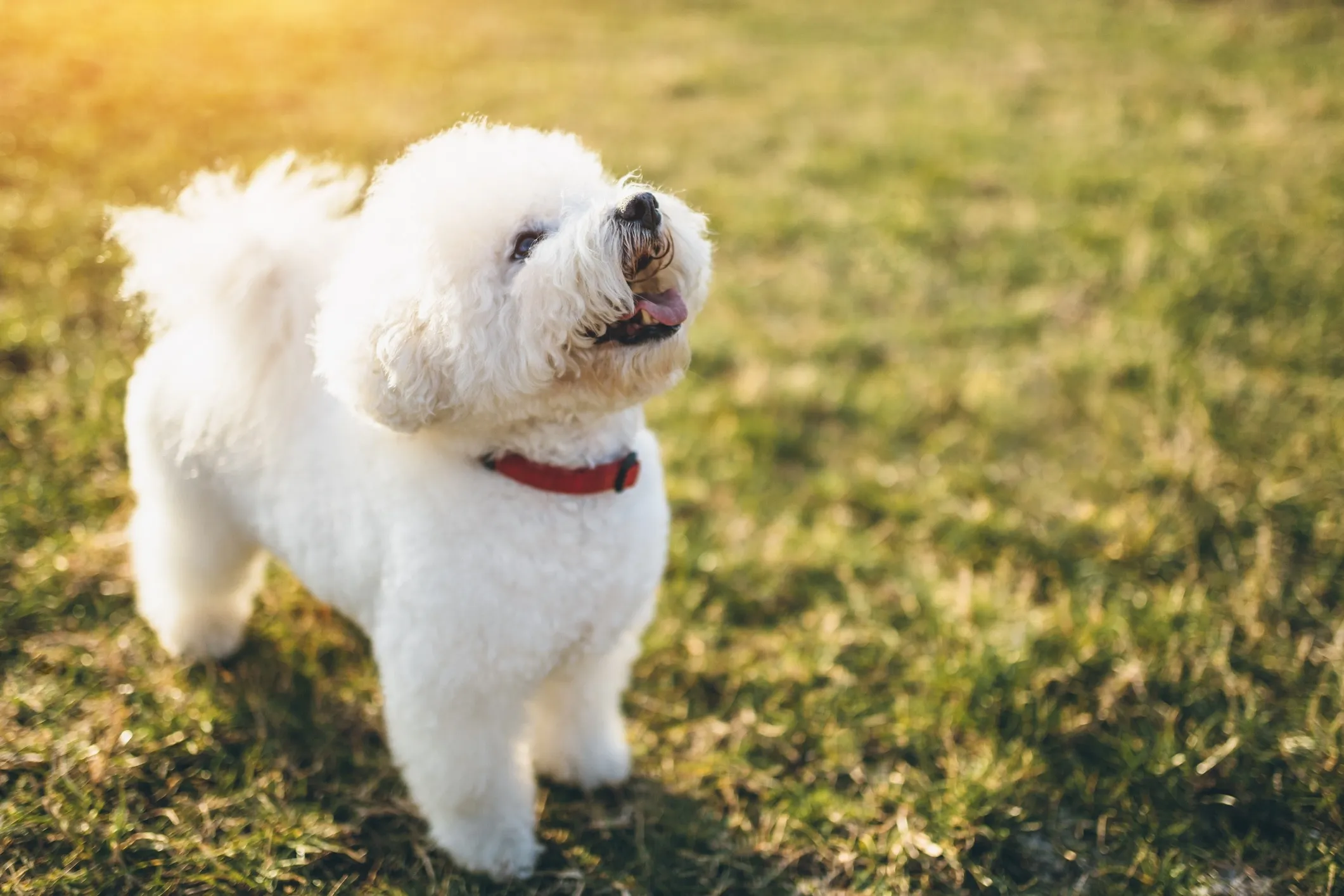 A fluffy white Bichon Frise dog sitting alertly on green grass
