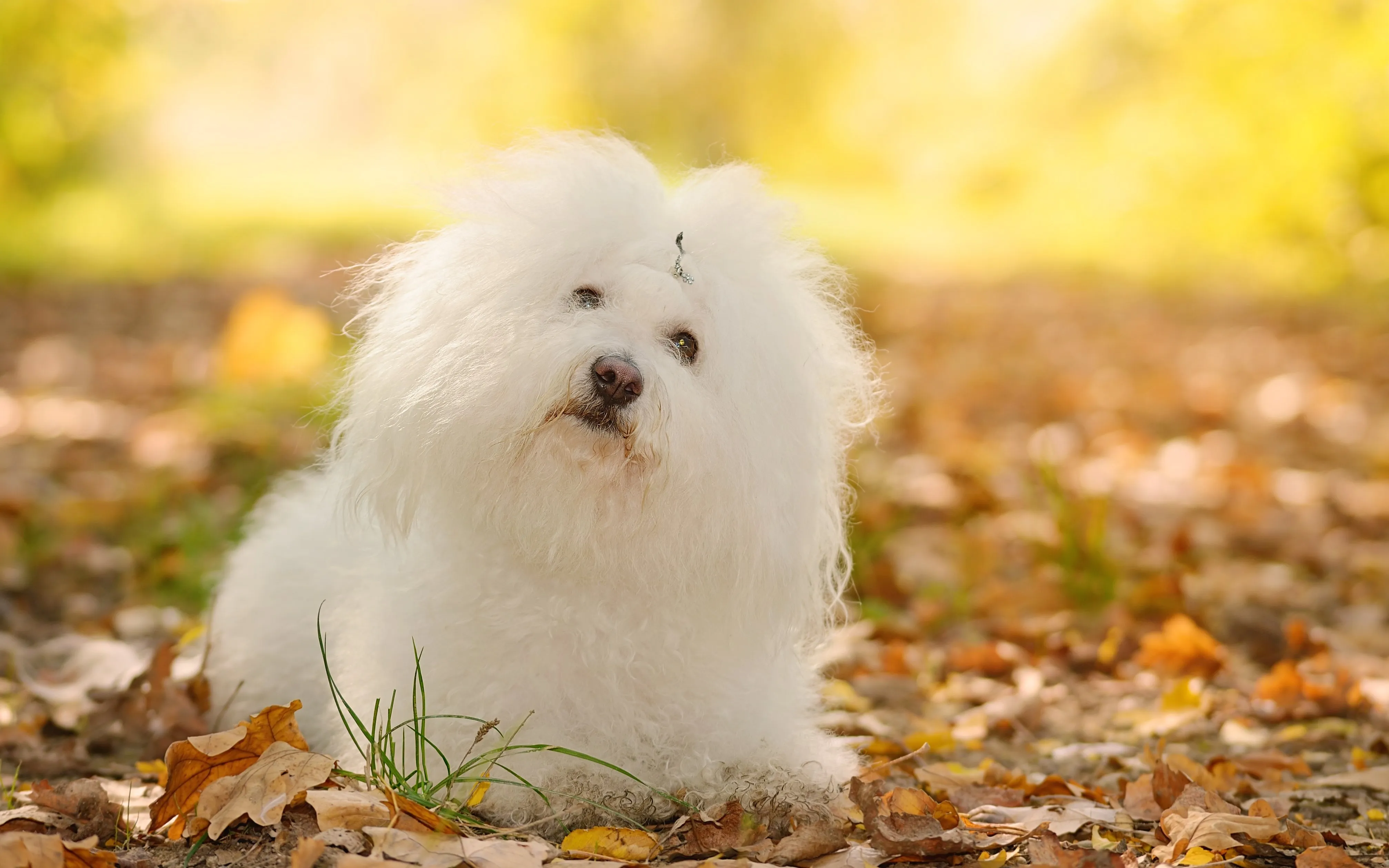 A fluffy white Bolognese dog, a cheerful non-shedding breed, sitting in an autumn forest.