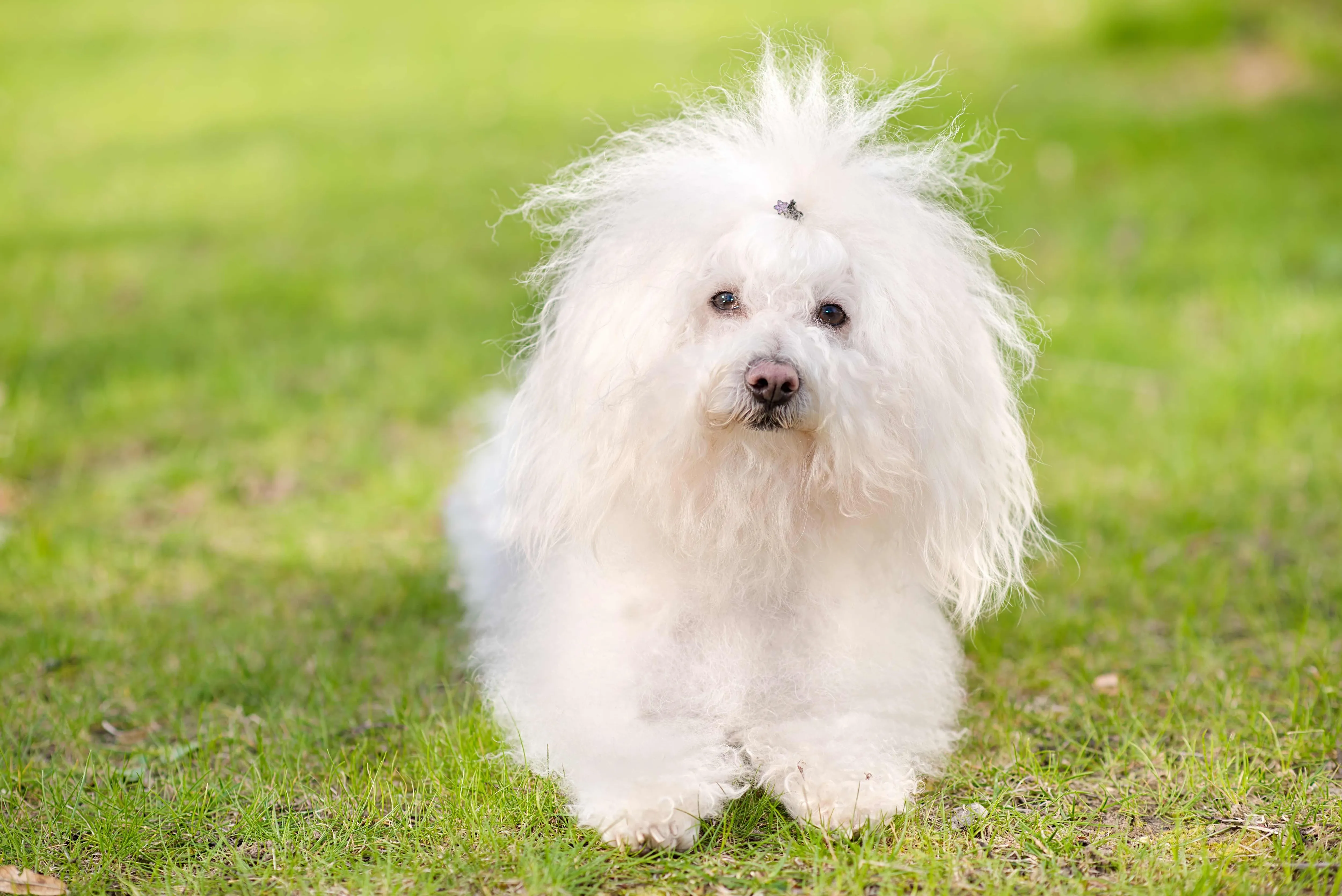 A fluffy white Bolognese dog with distinctive wild, curly hair sits calmly in green grass.