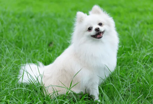 A fluffy white Mini Pomeranian puppy sitting alertly on a clean surface