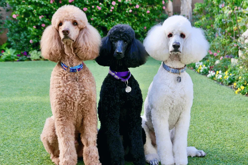 A fluffy white Poodle looking attentively at the camera