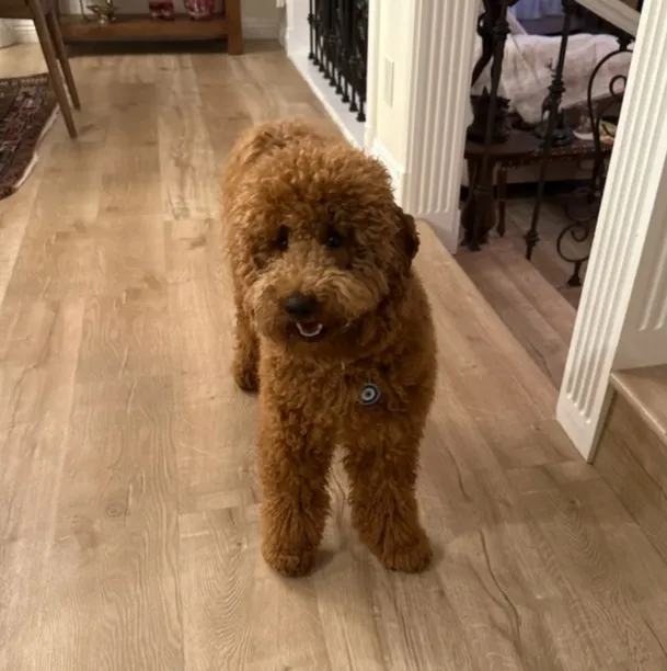 A fluffy white Teddy Bear Face Poodle puppy with a rounded muzzle and bright eyes