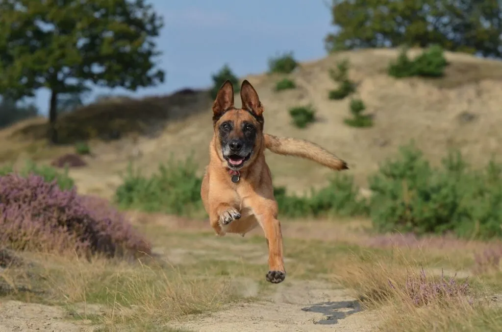 A focused Belgian Malinois, embodying the spirit of the best shepherd dog with its sleek coat and athletic build.