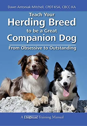 A focused herding dog looking at its owner during a training session