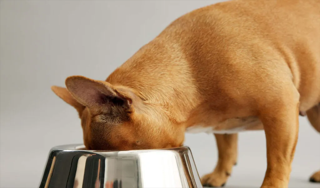 A French Bulldog with a happy expression looking towards its food bowl