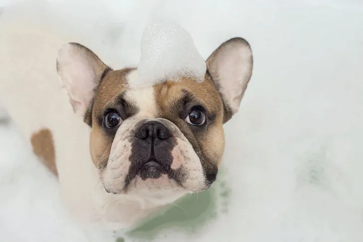 A French Bulldog with bubbles on its head, enjoying a relaxing bubble bath with a gentle dog shampoo.