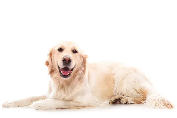 A friendly Golden Retriever dog, one of the best dog breeds for home in India, looking attentive in an outdoor setting.