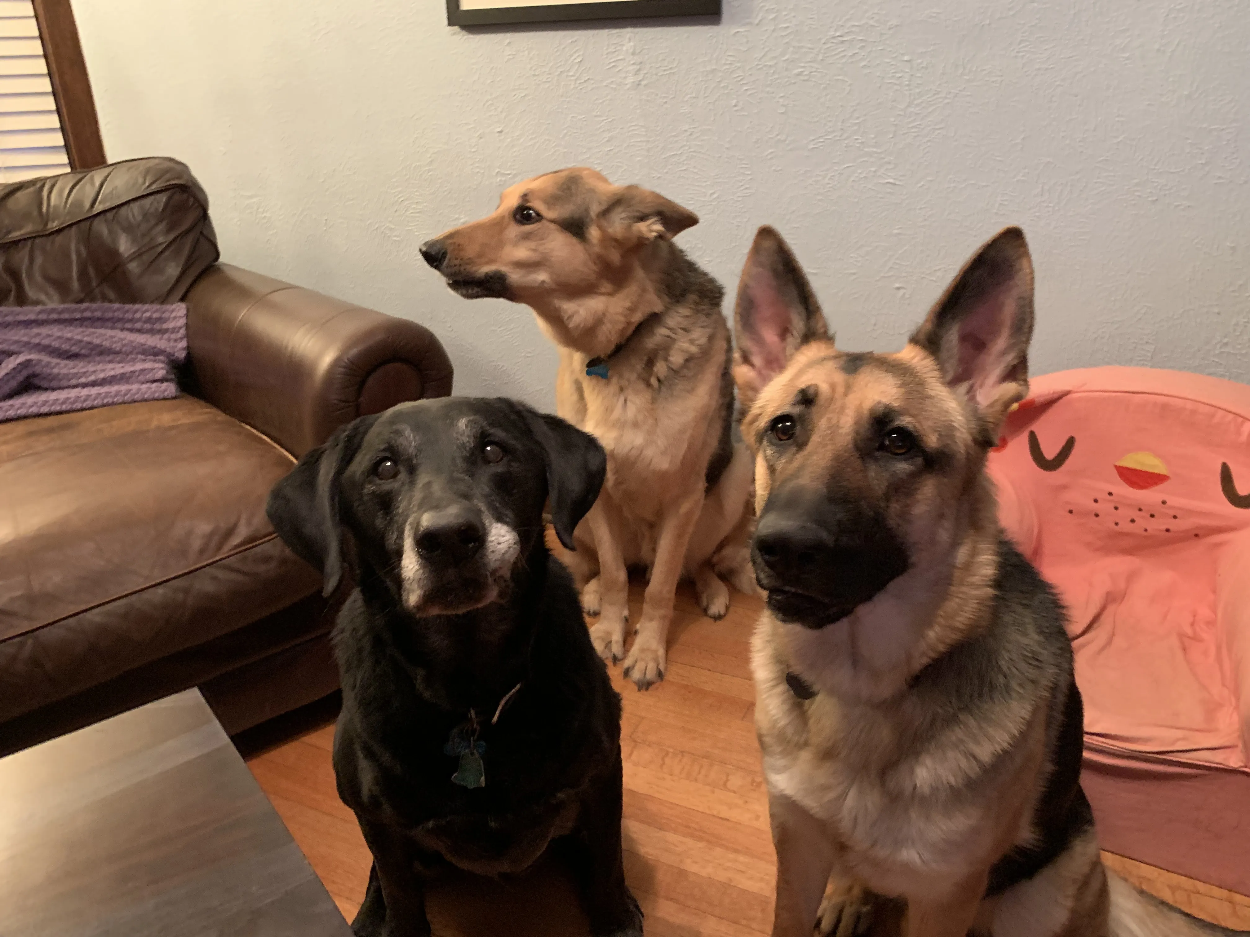 A German Shepherd dog and a Black Lab dog are standing on grass
