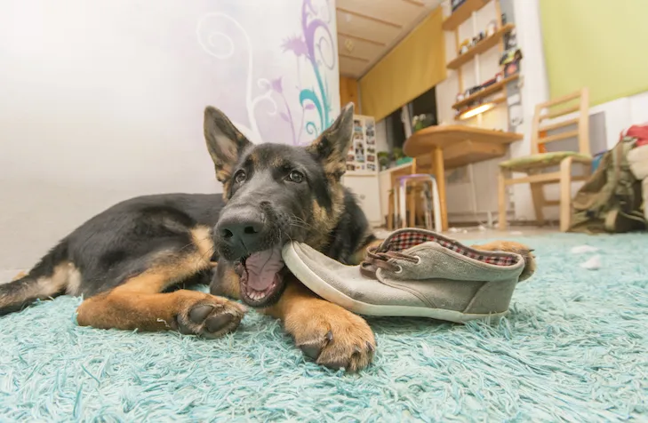 A German Shepherd Dog puppy is alone at home, chewing on a shoe.