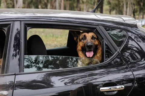 A German Shepherd getting into a car