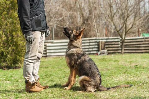 A German Shepherd looking attentively at its owner