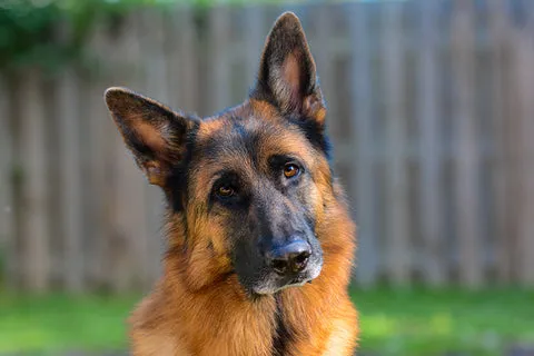 A German Shepherd looking calm and quiet