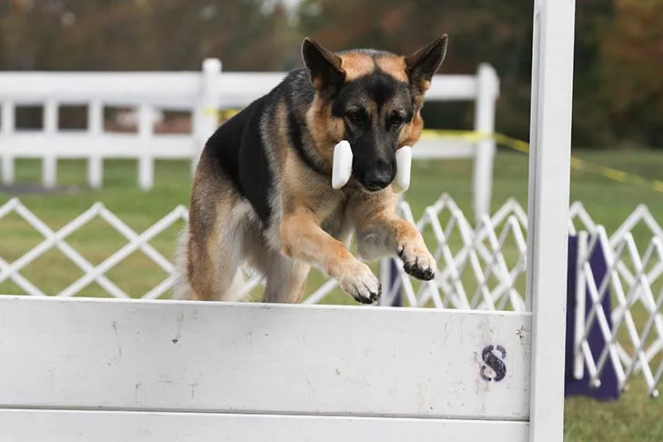 A German Shepherd navigating an obedience course, focusing on a jump.