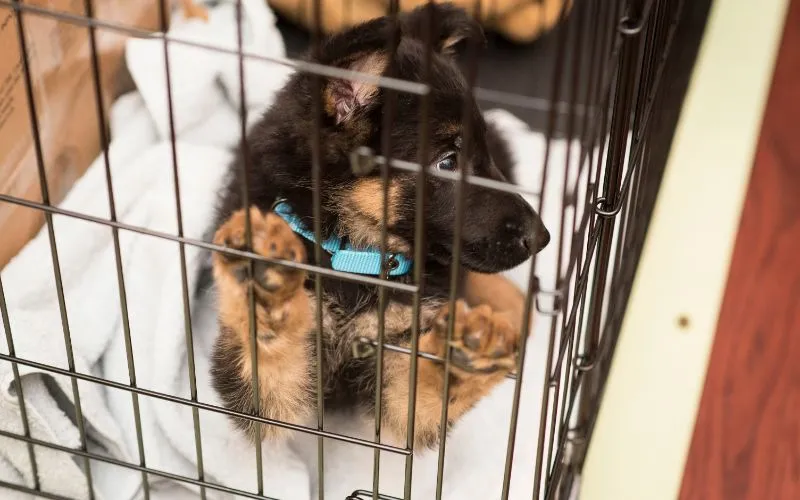 A German Shepherd puppy sleeping soundly in a comfortable crate