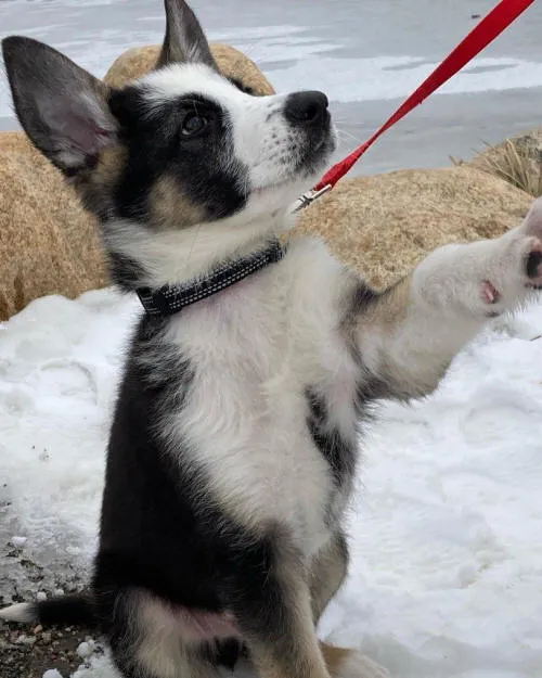 A German Shepherd puppy with a black and white coat, looking alert and healthy.