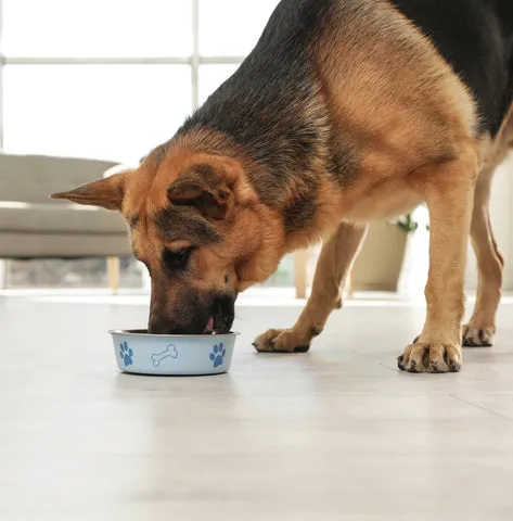 A German Shepherd waiting for permission to "go eat".