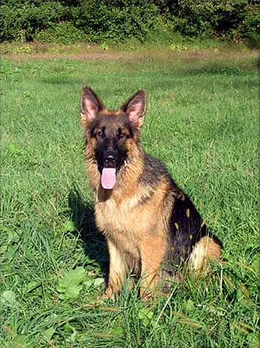 A German Shepherd with a dense coat, showcasing the robust physique of the breed.