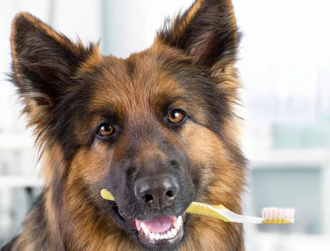 A German Shepherd with a toy in its mouth