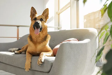A German Shepherd with paws on a couch, being told 'off'